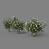 Bush 2