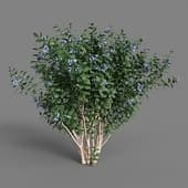 MT PM V38 Vaccinium 01 09