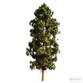 Pinus sylvestris 002