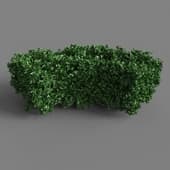 Curved Hedge