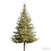pine tree #2
