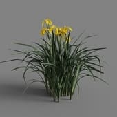 MT PM V69 Iris pseudacorus 01 05