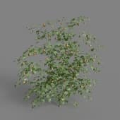 MT PM V68 Striped abutilon 01 02