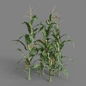 MT PM V38 Zea mays 01 07