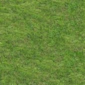 Grass_06