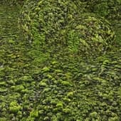 Moss_01