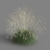 Stipa gigantea 01 06