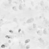 Fingerprint (2)