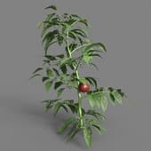 MT PM V38 Solanum lycopersicum 01 05