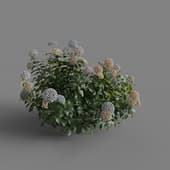 MT PM V70 Hydrangea macrophylla Mix 01 05