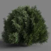 Platycladus orientalis 01 06