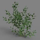 MT PM V38 Vaccinium 01 03
