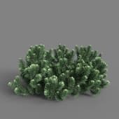Pinus Mugo 02
