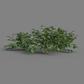 MT PM V38 Solanum tuberosum 01 02