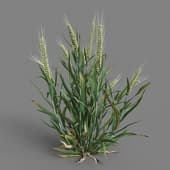 MT PM V38 Triticum 01 04