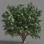 014 Ulmus Campestris