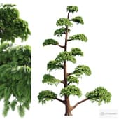 Pruned Pine | HQ | Corona | PBR