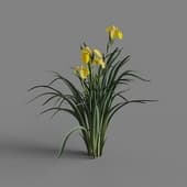 MT PM V69 Iris pseudacorus 01 01