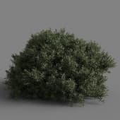 Juniperus communis 01 03