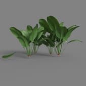 MT PM V38 Spinacia oleracea 01 04