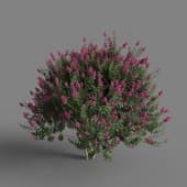 MT PM V67 Lagerstroemia indica 01 04