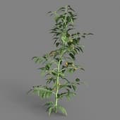 MT PM V38 Solanum lycopersicum 01 06