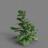 MT PM V38 Spinacia oleracea 01 08