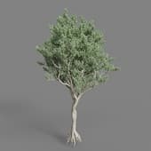 AM019 tree
