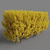 Forsythia hedge 110cm