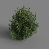 MT PM V28 Prunus laurocerasus 01 04