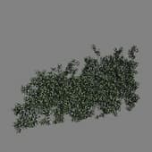 Star Jasmine on wall