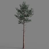 018 Pine