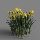 MT PM V69 Iris pseudacorus 01 04