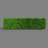 Straight Thuja Hedge