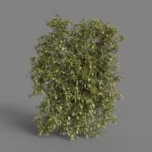 MT PM V77 Solanum jasminoides variegata 01 02