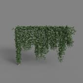 MT PM V68 Trachelospermum jasminoides 01 05