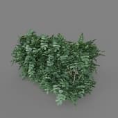 MT PM V77 Coronilla glauca 01 06