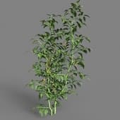MT PM V38 Solanum lycopersicum 01 07