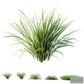 AV Plant Acorus Gramineus Pusillus Ogon Grass