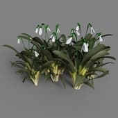 Galanthus 024