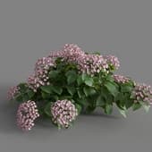 MT PM V70 Hydrangea macrophylla LightPink 01 01