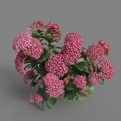 MT PM V70 Hydrangea macrophylla LightCrimson 01 05